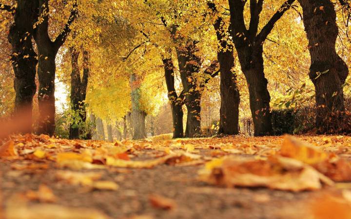 Autumnal Analogy: Embracing Change and Letting Go Like Falling Leaves